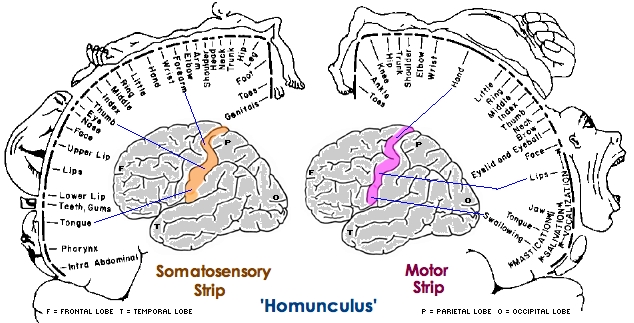 homunculus